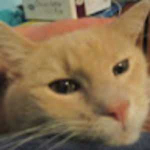 Meet your Posher, Cecelia